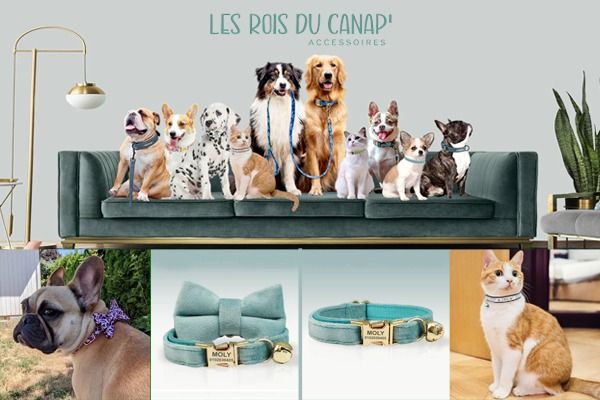 Celebrate Your Pet’s Personality with Stylish Everyday Accessories